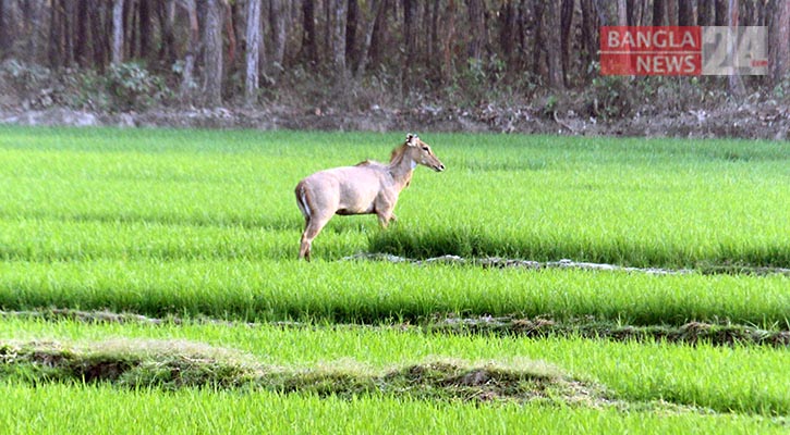 দিনাজপুরের শালবনে ঘুরে বেড়াচ্ছে বিলুপ্তপ্রায় নীলগাই